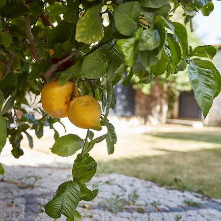 Sunset No 23 - An Oasis In The Center Of The Village